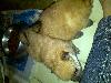 Foto 2: POMERANIAN TOY POM BABAS